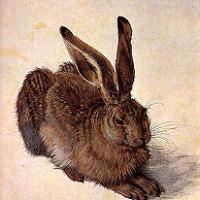 albrecht durer /  a young hare, 1502