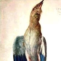 albrecht durer /  blue crow, 1512 (wc & gouache on vellum)