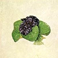 albrecht durer / bouquet of violets