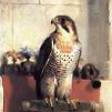 Edwin Landseer Falcon Print