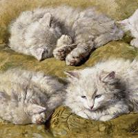 Henriette Ronner-Knip - Studies of a Long-haired White Cat Fine Art Print