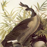John James Audubon Canvas Prints