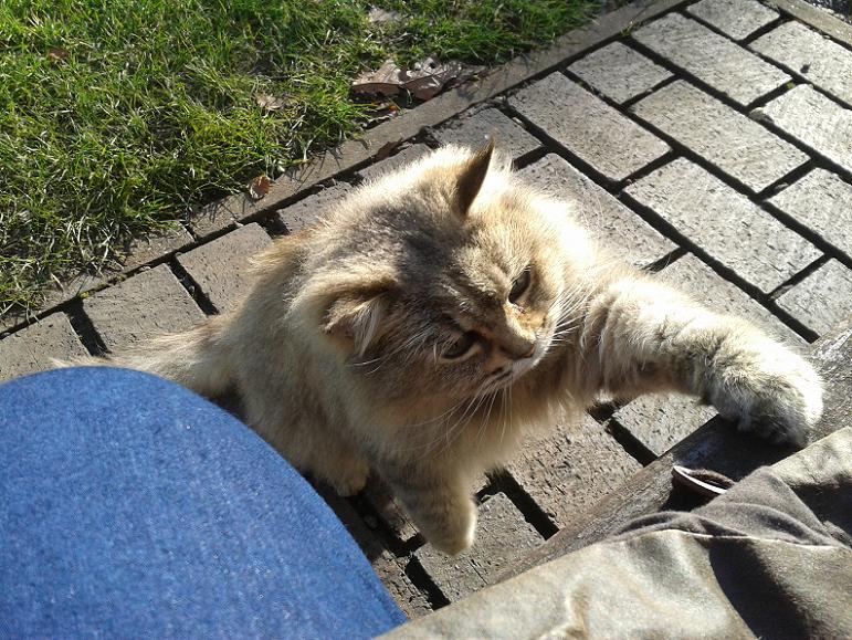 Kelsey Park Beckenham, Kaspar the Cat