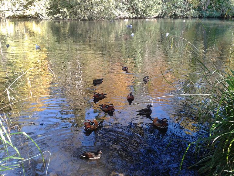 Kelsey Park Beckenham, Mandarins and Birds