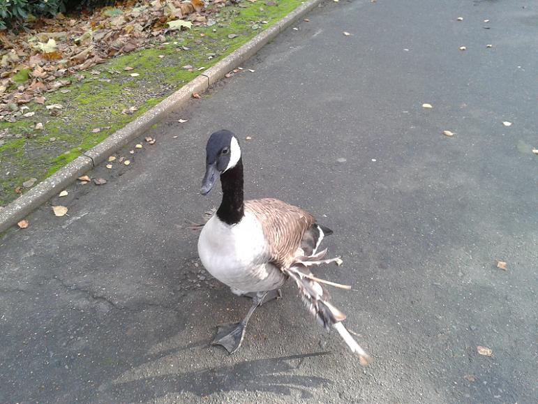 Kelsey Park Beckenham, Canada Goose