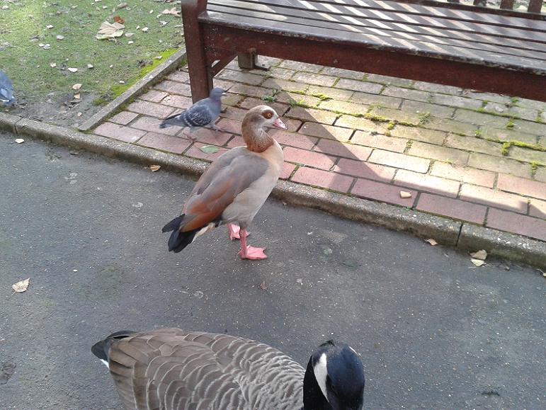 Kelsey Park Beckenham, Canada Goose and Egyptian Goose