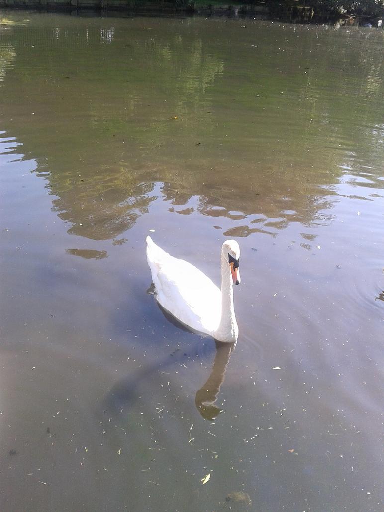 Kelsey Park Beckenham, Swan