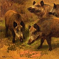 Rosa Bonheur - Four Boars in a Landscape Fine Art Print