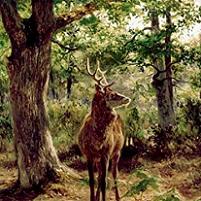 Rosa Bonheur - Stag on Alert, In Wooded Clearing Fine Art Print