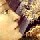 sandro botticelli / the madonna of the magnificat, detail of three boys, 1482