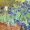 Vincent van Gogh Irises Print
